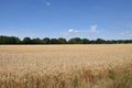 Wheat Ears Field On Blue Sunny Sky Background. Royalty Free Stock Photo