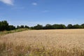 Yellow Wheat Ears Field On Blue Sunny Sky Royalty Free Stock Photo