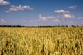 Yellow wheat field against the blue sky in summe in eastern Europe, the main food for people