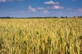 Yellow wheat field against the blue sky in summe in eastern Europe, the main food for people