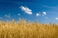 Yellow wheat field with blue sky Royalty Free Stock Photo