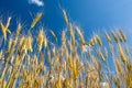 Yellow wheat field with blue sky