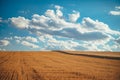 Yellow wheat field and blue sky, beautiful summer photo in nature. Yellow and blue color, Wheat field ready for harvest Royalty Free Stock Photo