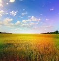 Yellow wheat field and blue sky Royalty Free Stock Photo