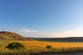 Yellow wheat field and hills at sunrise Royalty Free Stock Photo