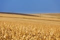 Yellow wheat field with power lines Royalty Free Stock Photo