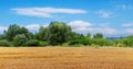 Yellow wheat field with ripe wheat, green trees at the end of the field and picturesque blue sky with white clouds Royalty Free Stock Photo