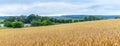 Yellow wheat field with ripe wheat, green trees at the end of the field and picturesque blue sky with white clouds Royalty Free Stock Photo