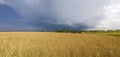 Yellow wheat field and stormy rain clouds Royalty Free Stock Photo