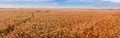 Yellow wheat field at sunset light, evening Royalty Free Stock Photo