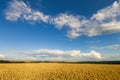 Yellow wheat field under blue sky Royalty Free Stock Photo