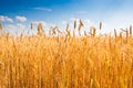 Yellow wheat field under blue sky