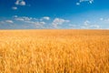 Yellow wheat field under blue sky