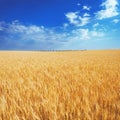 Yellow wheat field under thesky Royalty Free Stock Photo