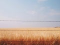 Yellow Wheat Field