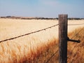 Yellow Wheat Field