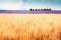 Yellow wheat field in Valensole, Provence, France. Selective focus. Summer landscape