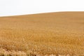 yellow wheat fields sown on sunny day Royalty Free Stock Photo