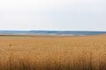 yellow wheat fields sown on sunny day Royalty Free Stock Photo