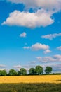 A yellow wheat filed with green trees in background. Green trees on the horizon a white clouds in blue sky above Royalty Free Stock Photo