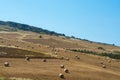 Yellow wheat grain ready for harvest growing in a farm field Royalty Free Stock Photo