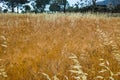 Yellow wheat grain ready for harvest growing in a farm field Royalty Free Stock Photo