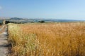 Yellow wheat grain ready for harvest growing in a farm field Royalty Free Stock Photo