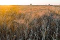 Yellow wheat grain ready for harvest growing in a farm field Royalty Free Stock Photo