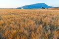 Yellow wheat grain ready for harvest growing in a farm field Royalty Free Stock Photo