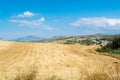 Yellow wheat grain ready for harvest growing in a farm field Royalty Free Stock Photo