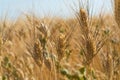 Yellow wheat grain ready for harvest growing in a farm field Royalty Free Stock Photo