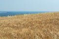 Yellow wheat grain ready for harvest growing in a farm field Royalty Free Stock Photo