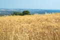 Yellow wheat grain ready for harvest growing in a farm field Royalty Free Stock Photo