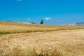 Yellow wheat grain ready for harvest growing in a farm field Royalty Free Stock Photo