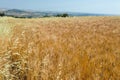 Yellow wheat grain ready for harvest growing in a farm field Royalty Free Stock Photo