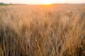 Yellow wheat grain ready for harvest growing in a farm field Royalty Free Stock Photo