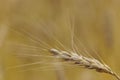 Yellow wheat head or grain head Royalty Free Stock Photo
