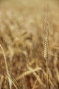 A yellow wheat head in a wheat field Royalty Free Stock Photo
