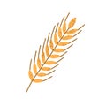 Yellow wheat spikelet with grains isolated on white background. Simple crop sign. Design element. Monochrome flat