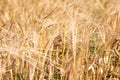 Yellow wheatears close-up view, harvesting season Royalty Free Stock Photo