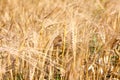 Yellow wheatears close-up view, harvesting season