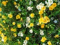 yellow and white amarela pequena flowers in a garden