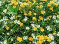 yellow and white amarela pequena flowers in a garden