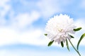 Yellow and white Aster flowers against a blue sky Royalty Free Stock Photo