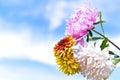 Yellow and white Aster flowers against a blue sky Royalty Free Stock Photo