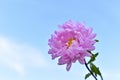 Yellow and white Aster flowers against a blue sky Royalty Free Stock Photo