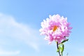 Yellow and white Aster flowers against a blue sky Royalty Free Stock Photo