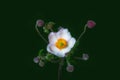 Autumn anemone with many buds macro on dark green background