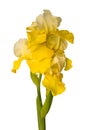 Yellow and white bearded iris flower isolated Royalty Free Stock Photo