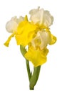 Yellow and white bearded iris flower isolated Royalty Free Stock Photo